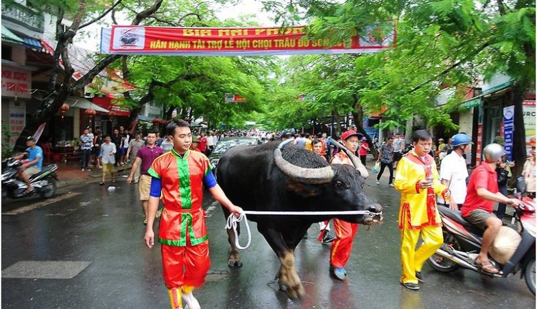 Lễ hội chọi trâu Đồ Sơn-di sản văn hóa phi vật thể quốc gia