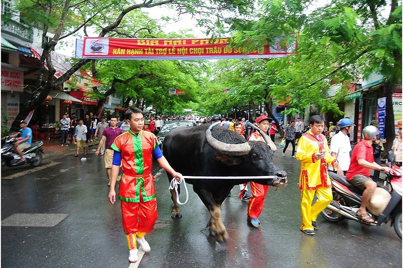 Lễ hội chọi trâu Đồ Sơn – di sản văn hóa phi vật thể quốc gia