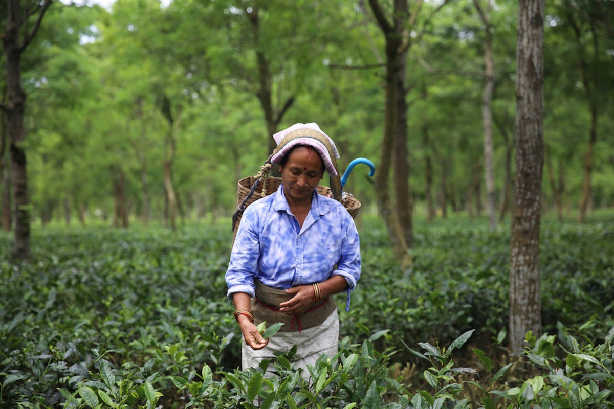 Ấn Độ là quốc gia sản xuất trà lớn nhất tại Châu Á